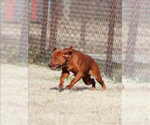 Labrador Retriever-Unknown Mix Dogs for adoption in Grovetown, GA, USA
