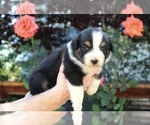 Small Photo #27 Australian Shepherd Puppy For Sale in ACTON, CA, USA