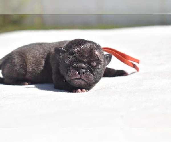 Medium Photo #3 Pug Puppy For Sale in PALM COAST, FL, USA
