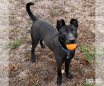 Small #1 Labrador Retriever Mix