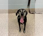 Small Plott Hound Mix