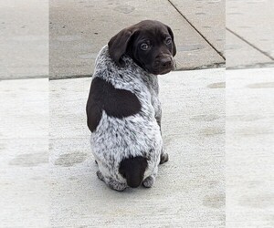 German Shorthaired Pointer Puppy for sale in MANHATTAN, KS, USA