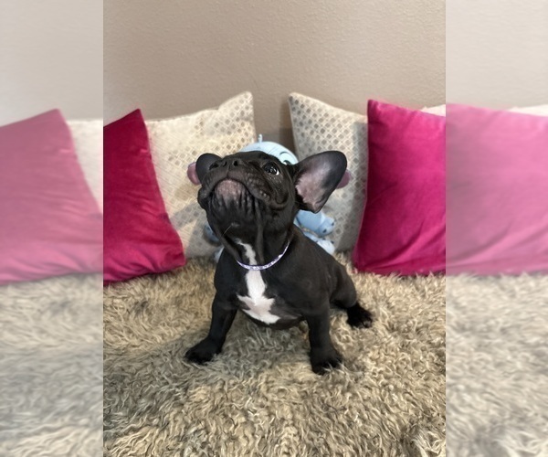 Medium Photo #2 French Bulldog Puppy For Sale in WESLEY CHAPEL, FL, USA