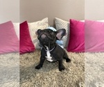 Small #1 French Bulldog