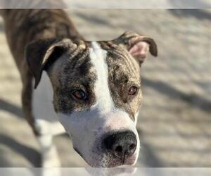 American Bulldog Dogs for adoption in Tulsa, OK, USA