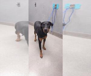 Doberman Pinscher-Unknown Mix Dogs for adoption in Las Vegas, NV, USA