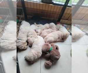 Double Doodle Puppy for sale in GRANITE FALLS, NC, USA