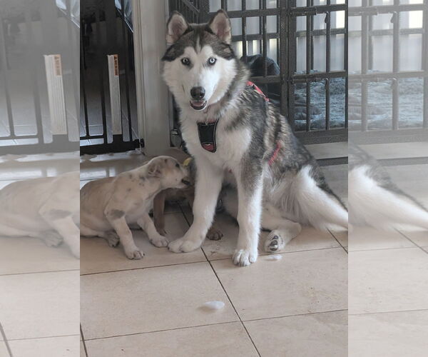 Medium Photo #2 Siberian Husky-Unknown Mix Puppy For Sale in Aurora, CO, USA