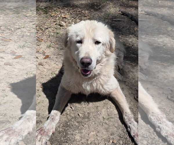 Medium Photo #2 Great Pyrenees Puppy For Sale in Spring, TX, USA