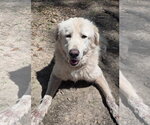 Small #1 Great Pyrenees
