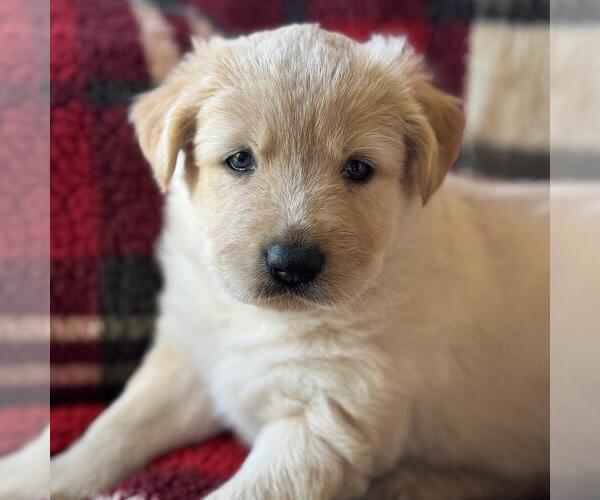 Medium Photo #2 Golden Labrador Puppy For Sale in San Diego, CA, USA