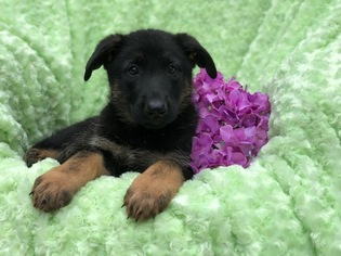 German Shepherd Dog Puppy for sale in EAST EARL, PA, USA