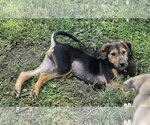 Small #3 Dachshund Mix