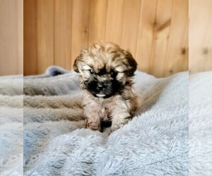 Cock-A-Tzu Puppy for sale in WOBURN, MA, USA
