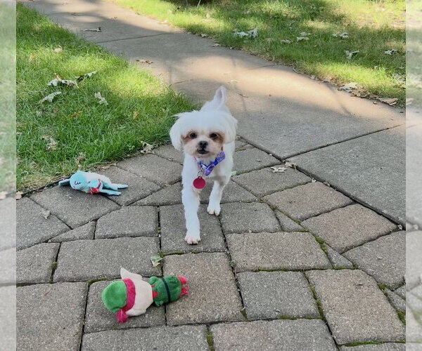Medium Photo #1 Shih Tzu Puppy For Sale in St. Louis Park, MN, USA