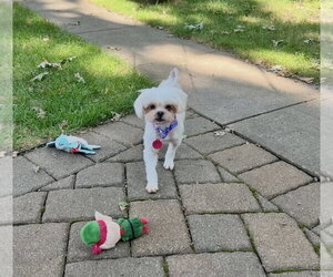 Shih Tzu Dogs for adoption in St. Louis Park, MN, USA