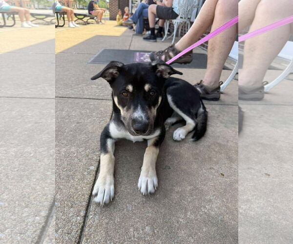 Medium Photo #14 Huskies -Unknown Mix Puppy For Sale in Holly Springs, NC, USA