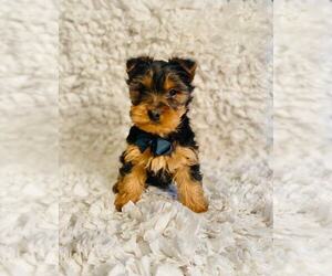 Yorkshire Terrier Puppy for sale in INDIANAPOLIS, IN, USA