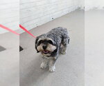 DANTE - Male Mutt Dog for Adoption - Small photo