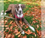 Small #2 Labrador Retriever-Spaniel Mix
