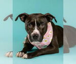 Small #6 American Pit Bull Terrier-Labrador Retriever Mix