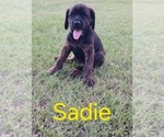Small #1 Doberman Pinscher-Mastiff Mix