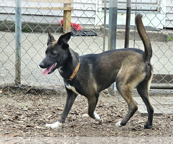 Medium Photo #6 Feist Terrier-Unknown Mix Puppy For Sale in Bloomingdale, NJ, USA