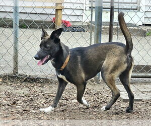 Wendy - Female Feist Terrier-Unknown Mix Dog for Adoption - Photo #6