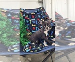 Puppy Odin Boston Terrier