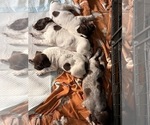 Small #3 German Shorthaired Pointer