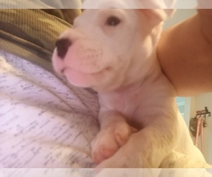 Dogo Argentino Puppy for sale in CLARKSVILLE, IN, USA