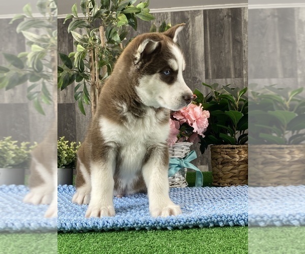 Medium Photo #2 Siberian Husky Puppy For Sale in CANOGA, NY, USA