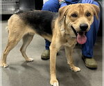 Small Labrador Retriever Mix