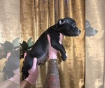 Small #6 American Bully