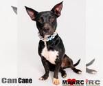 Small #5 Australian Kelpie-Basset Hound Mix
