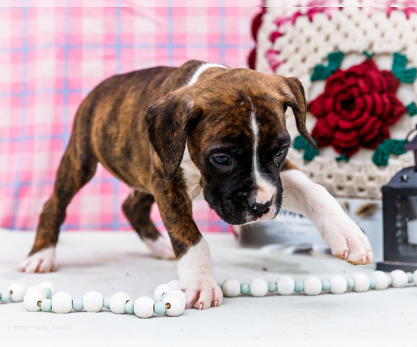 Medium Photo #39 Boxer Puppy For Sale in WAKARUSA, IN, USA