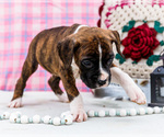 Small Photo #39 Boxer Puppy For Sale in WAKARUSA, IN, USA
