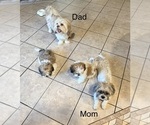 Litter of 2 - Male Shih TzuLitter of Puppies for Sale - Photo #6