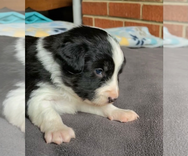 Medium Photo #2 Border Collie-Papillon Mix Puppy For Sale in CULPEPER, VA, USA
