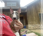 Small Photo #3 Bull Terrier Puppy For Sale in METROPOLIS, IL, USA