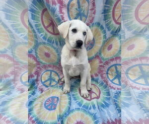 Labrenees Dogs for adoption in New London, WI, USA