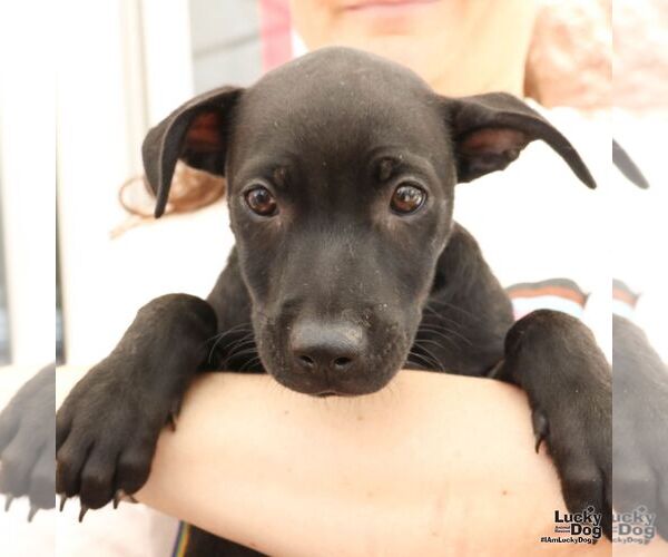 Medium Photo #4 Labrador Retriever-Unknown Mix Puppy For Sale in Washington, DC, USA