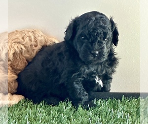 Poodle (Miniature)-Zuchon Mix Puppy for sale in ALGOMA, WI, USA