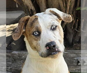 Basset Hound Dogs for adoption in Albuquerque, NM, USA