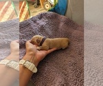 Small #10 English Cream Golden Retriever