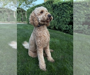 Mother of the Goldendoodle puppies born on 06/30/2025