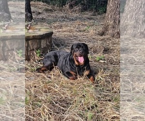 Mother of the Rottweiler puppies born on 10/16/2025