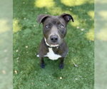 Small #3 American Pit Bull Terrier