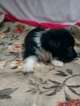 Small Photo #18 Border Collie-Pembroke Welsh Corgi Mix Puppy For Sale in ORCHARD, CO, USA