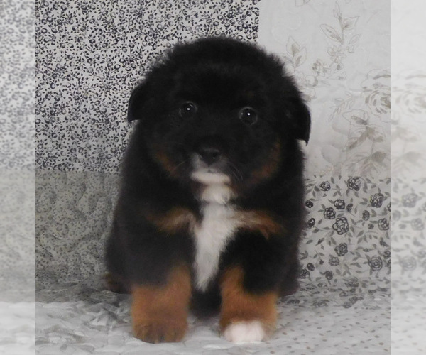 Medium Photo #10 Miniature Australian Shepherd Puppy For Sale in HARRISON, OH, USA